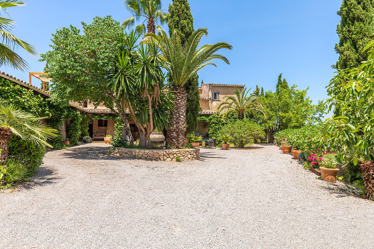 The gravel courtyard with a great fan palm rising from a circular stone bed, the house and cypresses framing it under a clear sky