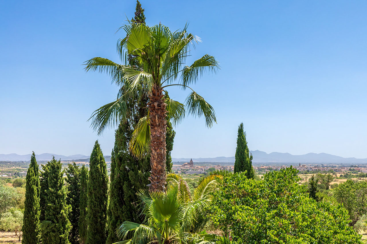 A path through the Mediterranean garden, lavender and shrubs along dry-stone edges, olive trees and the house behind